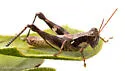 Trail Ridge Scrub Grasshopper