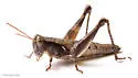 Trail Ridge Scrub Grasshopper - photo 4