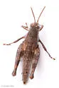 Trail Ridge Scrub Grasshopper - photo 5