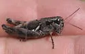Oregon Short-wing Grasshopper