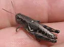 Oregon Short-wing Grasshopper - photo 2