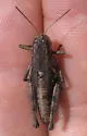 Oregon Short-wing Grasshopper - photo 3