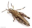 Oregon Short-wing Grasshopper - photo 4