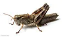 Oregon Short-wing Grasshopper - photo 5