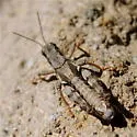 Mount Hood Short-wing Grasshopper