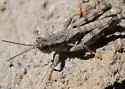 Mount Hood Short-wing Grasshopper - photo 2