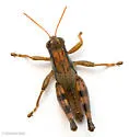 Melanoplus ottei
