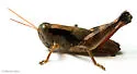 Melanoplus ottei - photo 2