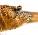 Melanoplus ottei - photo 3