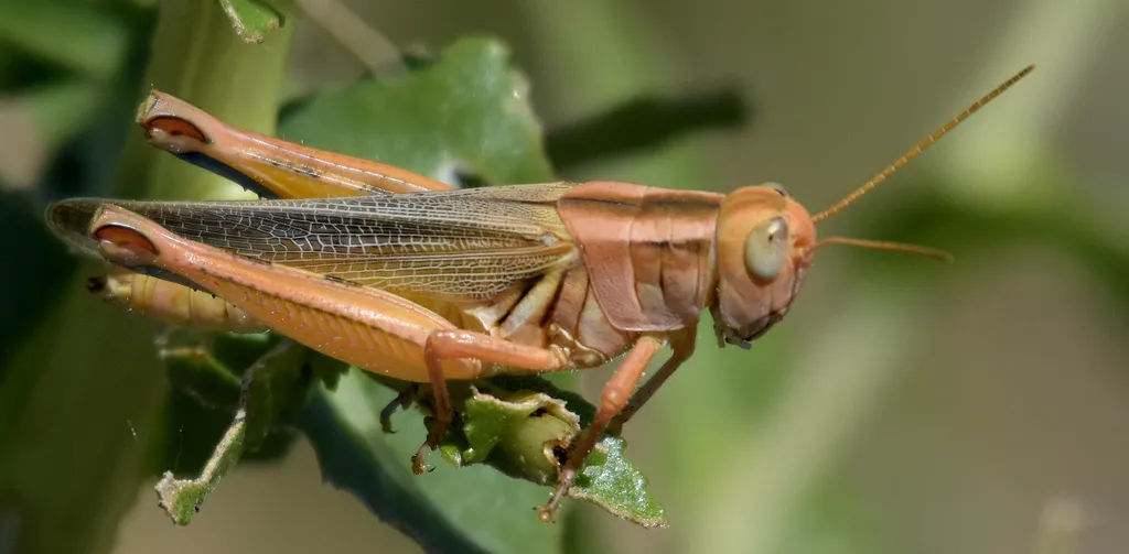 Packard's Grasshopper - photo 2