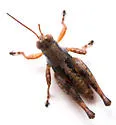 Melanoplus peninsularis