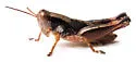 Melanoplus peninsularis - photo 2