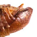 Melanoplus peninsularis - photo 4