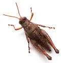 Melanoplus peninsularis - photo 5
