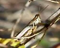 Pictured Spur-throat Grasshopper