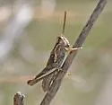 Pictured Spur-throat Grasshopper - photo 2