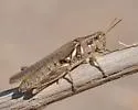 Pictured Spur-throat Grasshopper - photo 3