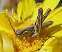 Pictured Spur-throat Grasshopper - photo 4