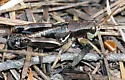 Pinaleno Short-wing Grasshopper - photo 2