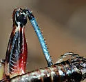 Pinaleno Short-wing Grasshopper - photo 3