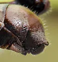 Pinaleno Short-wing Grasshopper - photo 4