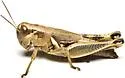 Plebeian Short-wing Grasshopper - photo 3