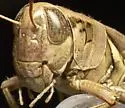 Plebeian Short-wing Grasshopper - photo 4