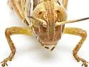 Plebeian Short-wing Grasshopper - photo 5