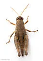 Least Short-wing Grasshopper