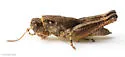 Least Short-wing Grasshopper - photo 2