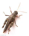 Least Short-wing Grasshopper - photo 3