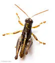 Least Short-wing Grasshopper - photo 4