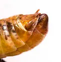 Least Short-wing Grasshopper - photo 5
