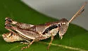 Pygmy Short-wing Grasshopper