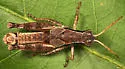 Pygmy Short-wing Grasshopper - photo 2