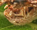 Pygmy Short-wing Grasshopper - photo 3