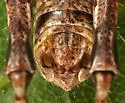 Pygmy Short-wing Grasshopper - photo 4