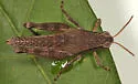 Pygmy Short-wing Grasshopper - photo 5