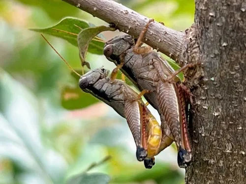 Oak-loving Short-wing Grasshopper