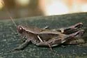 Oak Spur-throat Grasshopper