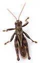 Oak Spur-throat Grasshopper - photo 2