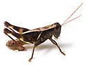 Oak Spur-throat Grasshopper - photo 3