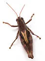 Oak Spur-throat Grasshopper - photo 4
