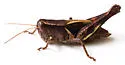 Oak Spur-throat Grasshopper - photo 5