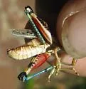 Regal Grasshopper