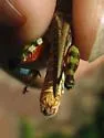 Regal Grasshopper - photo 2