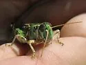 Regal Grasshopper - photo 3