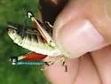 Regal Grasshopper - photo 4