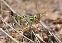 Regal Grasshopper - photo 5