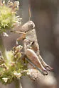 Riley's Short-wing Grasshopper
